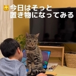 パソコンゲームに夢中の男の子と構ってほしい猫さんたちが繰り広げる“攻防戦”（ZOZOさん提供、Instagramよりキャプチャ撮影）