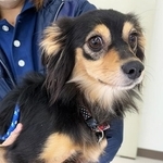 茨城県動物愛護センターに収容されたダックス系ミックスのシャルル