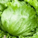 シャキシャキ食感が魅力のレタス※画像はイメージです（Paylessimages/stock.adobe.com）