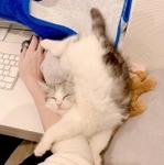 アクロバティックな寝相のぷくりちゃん（提供：ぷくりさん）