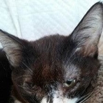 目も見えるように＝NPO法人ねこけん提供
