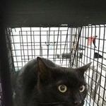 誰にも見つけられずに生きていたら・・・＝NPO法人ねこけん提供
