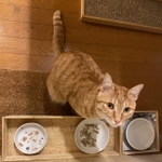 人間にも犬猫にも、ほかの動物にとっても、塩はなくてはならないものです　※画像はイメージです