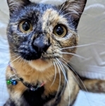 瀕死の子猫が元気ない美猫に成長しました！（makanonaさん提供）