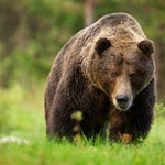 ヒグマの被害が各地で出ている（WildMedia/stock.adobe.com)