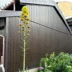 100年に一度しか咲かないリュウゼツラン（提供：ぷりもう《 irohiza 》さん）