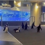 館内を散歩するペンギンたち＝すみだ水族館【公式】提供
