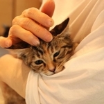 保護猫との触れ合いも（ネスレ日本提供）