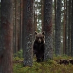 ヒグマが目撃された（Erik Mandre/stock.adobe.com）