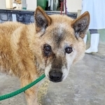 2024年3月、福岡県動物愛護センターに収容されたシニア犬・ジロさん