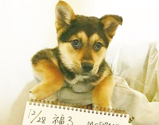 推定生後2ヶ月ほどで保護された元野犬の子犬・大也
