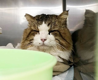 海岸に落ちた子猫のきょうだいのうちの1匹