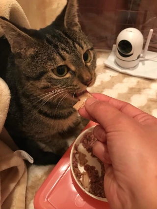 背骨3カ所折れ、直腸断裂した子猫「安楽死させた方が」下半身不随でも人を恨まず、穏やかな日々