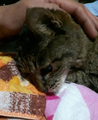 ぐったりしたそうこちゃん＝NPO法人ねこけん提供