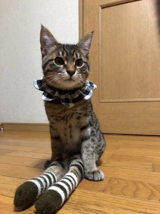 怪我をしないように靴下を履いている＝NPO法人ねこけん提供