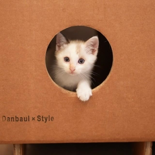「猫マキベンチ」の側面の穴から顔を出す子猫（猫カフェ「コロン」にて）