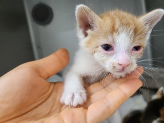 畑に見かけない箱　中には衰弱した子猫たち　「死なせるわけにはいかない」保護主は徹夜で保温と点眼点鼻　「譲渡会で幸せを見つけようね」　　