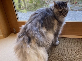 カッツはメインクーンミックスで、グレーの長毛猫です。亡くなる21日前…まだまだフサフサモフモフでした