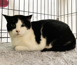 保護された「さくらカット」のない外猫のたらこちゃん