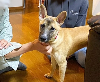 里親さんの家に来た頃のつぶきちはとにかくビビり全開でした