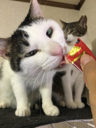 初めて人の手からおやつを食べた＝NPO法人ねこけん提供