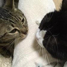 まるで話をしているような親子＝NPO法人ねこけん提供