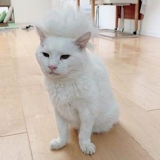 白猫のふくくん