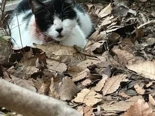 首がザックリ傷ついた野良猫「保健所に連絡されるかも」警戒心強い子に近づいたカリカリ捕獲大作戦