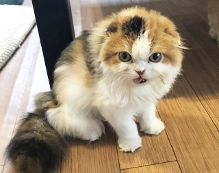 生後5カ月ほどでブリーダーから飼育放棄されたメスのスコティッシュフォールドの子猫・ぱぴこ