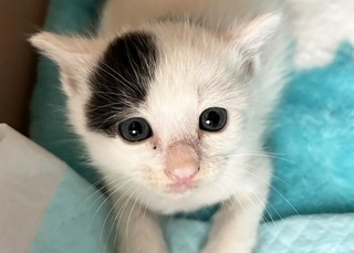 まだ目が開いたばかりのところで保護された子猫