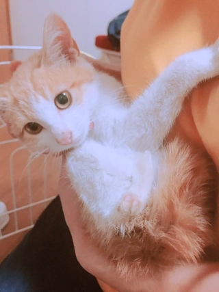 先天性の奇形？　保護された子猫は後ろ足がなかった　「強くしっかりと生きていけるように」　願いを込めて「あんよ」と名づけた