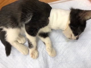 手厚い看病と治療が続けられた＝NPO法人ねこけん提供