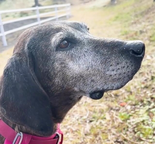 元猟犬で傷を負っているところを保健所に収容されたベル