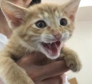 元気いっぱいだよ＝NPO法人ねこけん提供