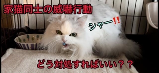末っ子猫が突然兄猫に威嚇するようになった（ネコランドさん提供）