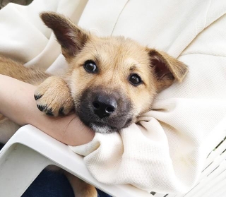 生後1カ月にして保護されたオスの子犬・ポノ