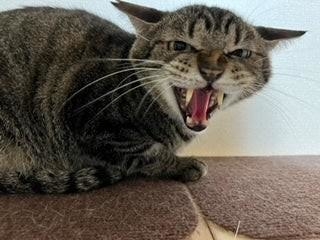目が合えば「シャー！！！」野良を生き抜いたオス猫　血だらけの足で保護され家族もできたのに…見られなかった満開の桜、それでも
