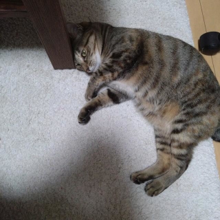 保護して数日後、動かない猫を病院に連れて行ったら「運動音痴」と診断された（うさぎのみみちゃんさん提供）