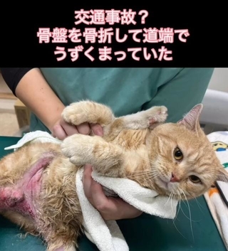 交通事故で道路にうずくまっていたという茶トラ猫（「あくのあ」さん提供、Instagramよりキャプチャ撮影）