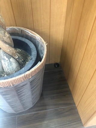 数年間ブラックキャップだと思っていたものが、実は（画像提供：SPさん）