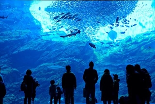 島根県の水族館に持ち込まれた謎の生物とは…※画像はイメージです（Kazcamera/stock.adobe.com）