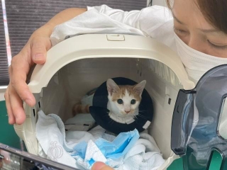 命のリレーで一命を取り留めた＝NPO法人ねこけん提供