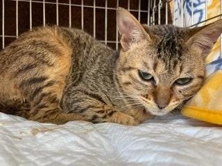 オシッコもうんちも自分ではコントロールできない＝NPO法人ねこけん提供