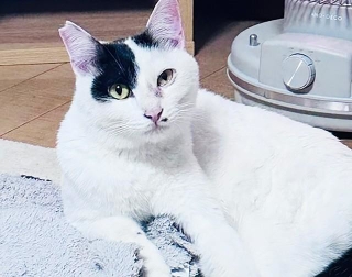 玄関を開けた瞬間に飛び出し、そのまま姿をくらましたオス猫・ごま