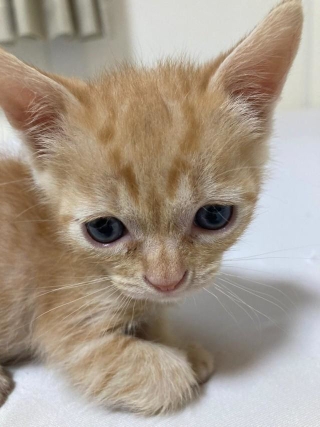 しょぼくれ顔だが元気に育った＝NPO法人ねこけん提供
