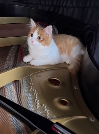ピアノの中にりんちゃんが！（菻親さん提供、Instagramよりキャプチャ撮影）