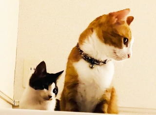 元外猫のてんちゃん（奥）と先住猫・むーちゃん（手前）