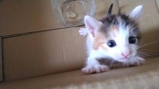 「ミャーミャーうるせぇからわいの家で飼うことにしたんやで。感謝しろやで」（動画からキャプチャー／提供：セルゥゥゥゥァァァァァァさん）