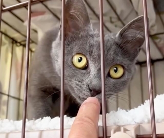 和歌山県内のTNR現場でリターンせずに保護されることとなった子猫・くうちゃん