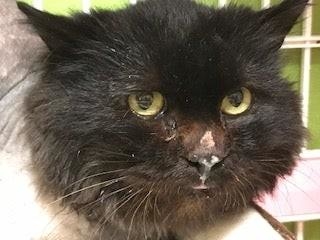 鼻が擦りむけていた＝NPO法人ねこけん提供
